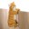 _CLIMBING CAT DECOR image